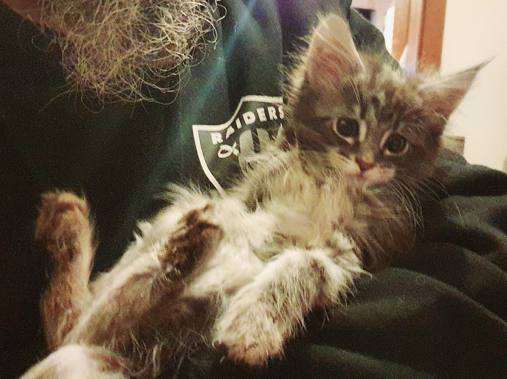 Maine Coon Kitten mit Stammbaum in blue-silver-tabby 2 Maine Coon Kitten mit Stammbaum in blue-silver-tabby Tiere 2