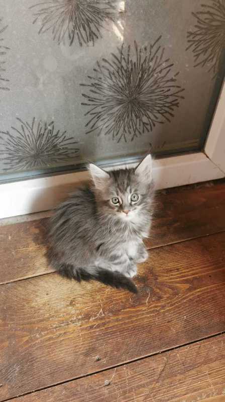 Maine Coon Kitten mit Stammbaum in blue-silver-tabby 3 Maine Coon Kitten mit Stammbaum in blue-silver-tabby Tiere 3