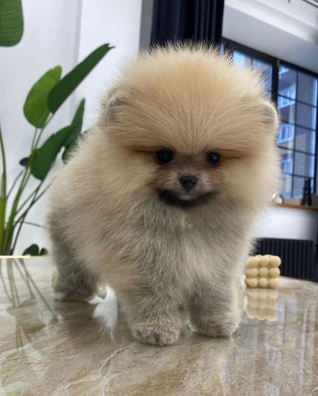 Male Pomeranian puppy for sale  Tiere