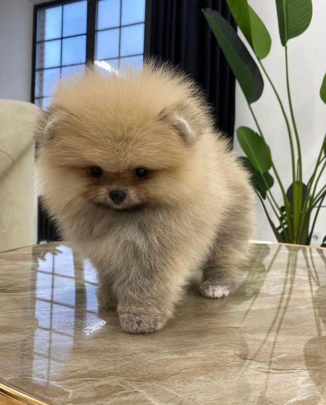 Male Pomeranian puppy for sale  Tiere 2