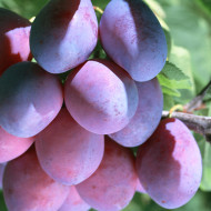 Obstbäume Obstbäume Garten & Handwerk