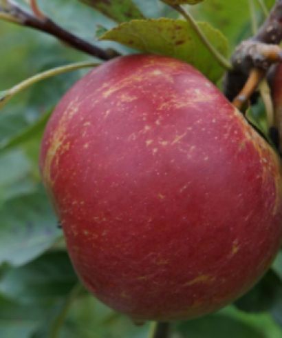Obstbäume 2 Obstbäume Garten & Handwerk 2