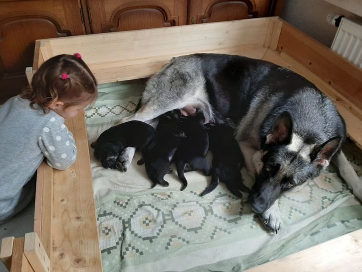Osteuropäischer Schäferhund Welpen, gerade Rücken 2 Osteuropäischer Schäferhund Welpen, gerade Rücken Tiere 2