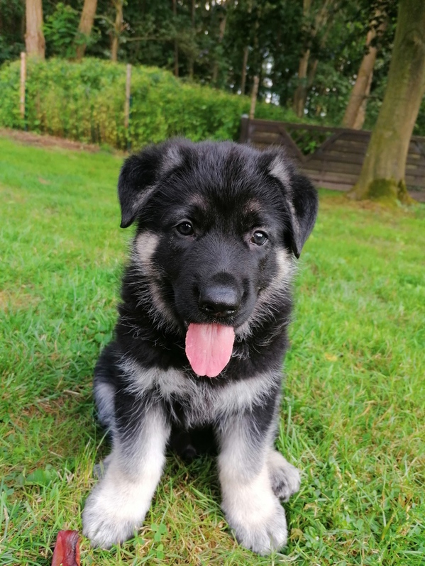 Osteuropäischer Schäferhund Welpen, gerade Rücken 3 Osteuropäischer Schäferhund Welpen, gerade Rücken Tiere 3