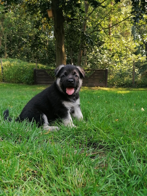 Osteuropäischer Schäferhund Welpen, gerade Rücken 4 Osteuropäischer Schäferhund Welpen, gerade Rücken Tiere 4