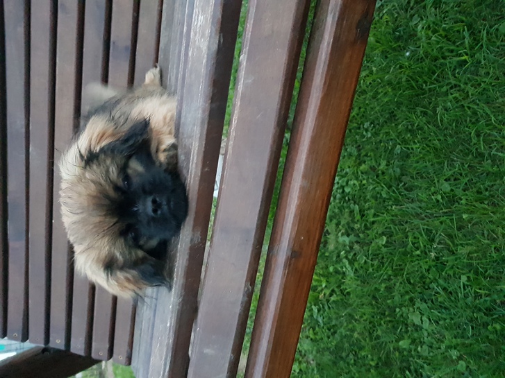 PEKINESE ROYAL rasse Tiere 2