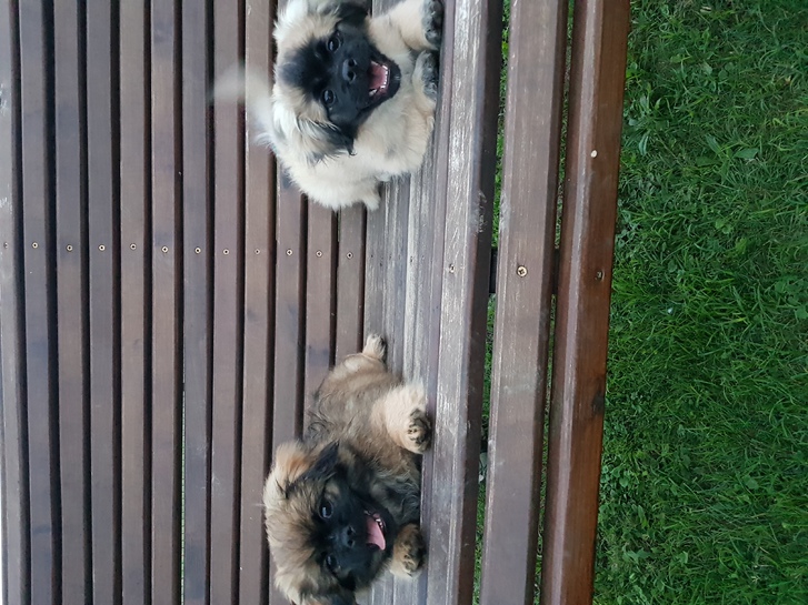 PEKINESE ROYAL rasse Tiere 3