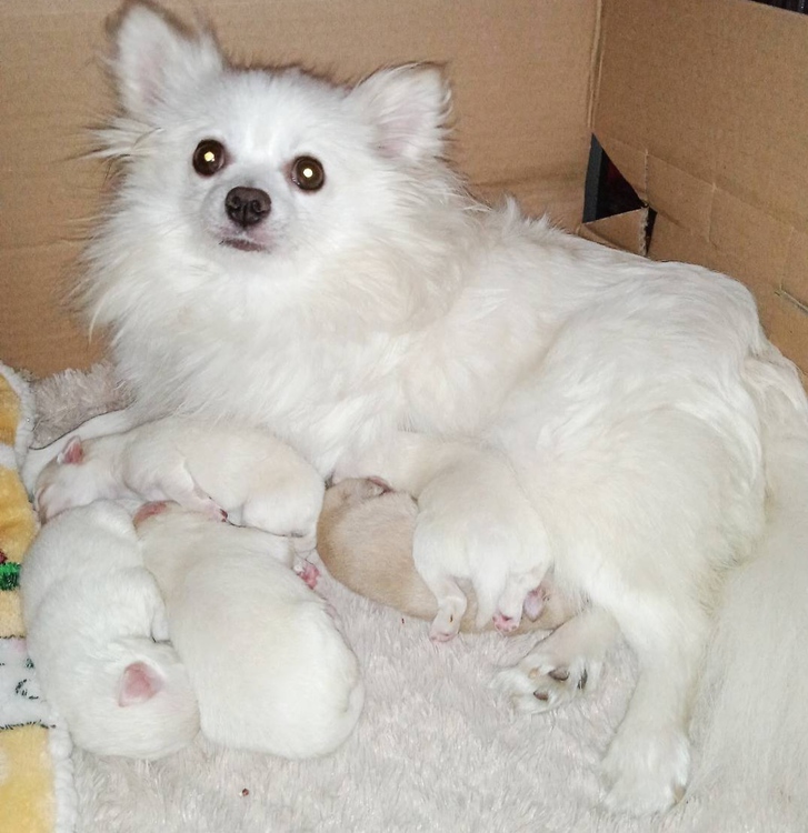 Pomchi Pomchi Tiere