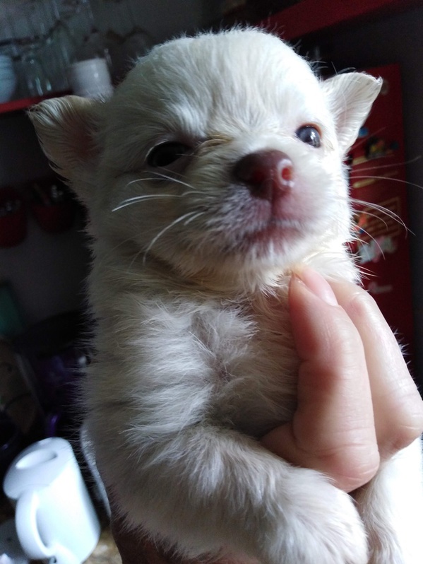 Pomchi 2 Pomchi Tiere 2