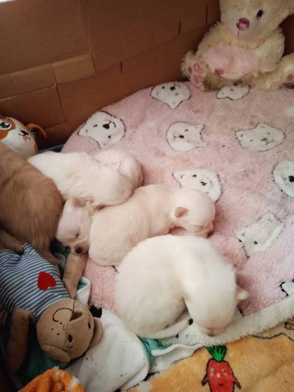 Pomchi 3 Pomchi Tiere 3
