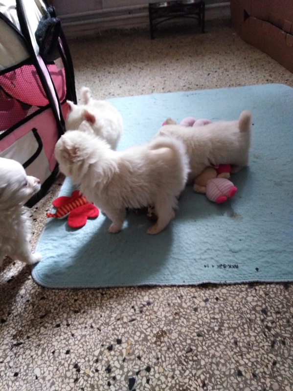 Pomchi 4 Pomchi Tiere 4