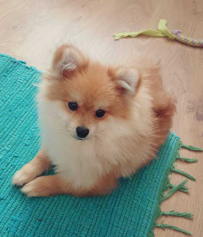 Pomeranian Welpe Rüde (kompl.geimpft,gechipt+Startpaket) Pomeranian Welpe Rüde (kompl.geimpft,gechipt+Startpaket) Tiere