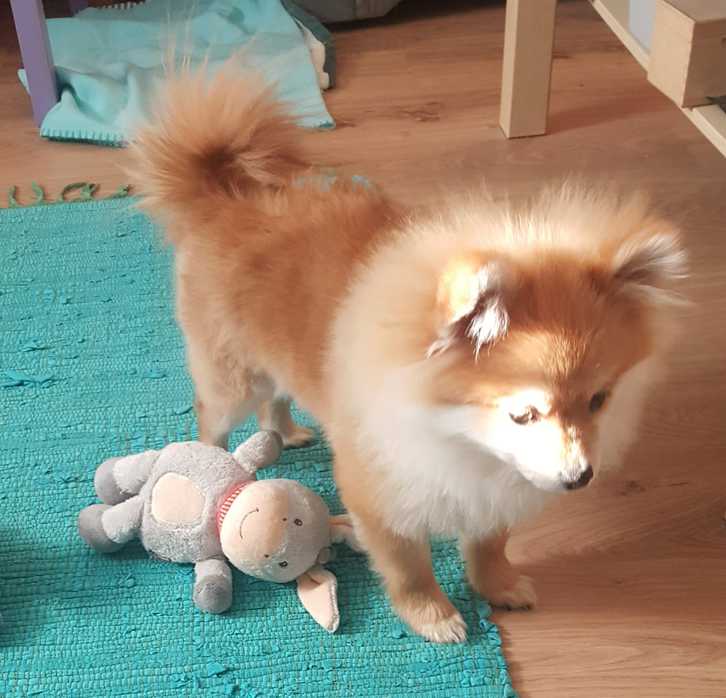 Pomeranian Welpe Rüde (kompl.geimpft,gechipt+Startpaket) 2 Pomeranian Welpe Rüde (kompl.geimpft,gechipt+Startpaket) Tiere 2