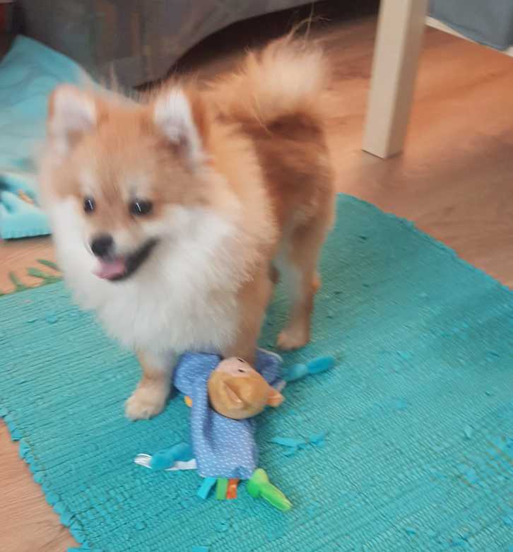 Pomeranian Welpe Rüde (kompl.geimpft,gechipt+Startpaket) 3 Pomeranian Welpe Rüde (kompl.geimpft,gechipt+Startpaket) Tiere 3