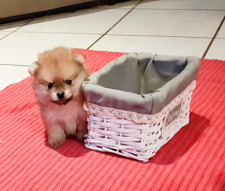Pomeranian Welpe Rüde (kompl.geimpft,gechipt+Startpaket) 4 Pomeranian Welpe Rüde (kompl.geimpft,gechipt+Startpaket) Tiere 4