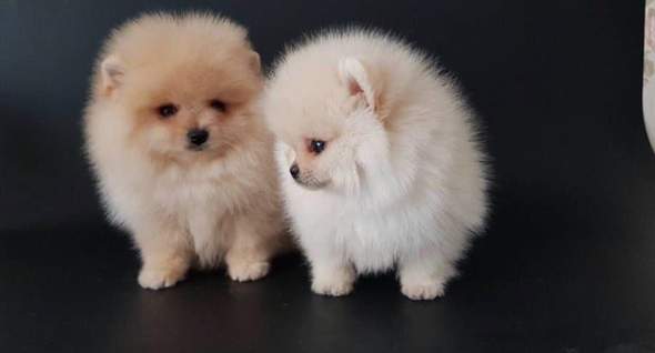 Qualität Zwergspitz / Pomeranian Welpen Qualität Zwergspitz / Pomeranian Welpen Tiere