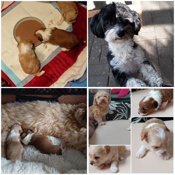 Reinrassige Bolonka zwetna welpen Reinrassige Bolonka zwetna welpen Tiere