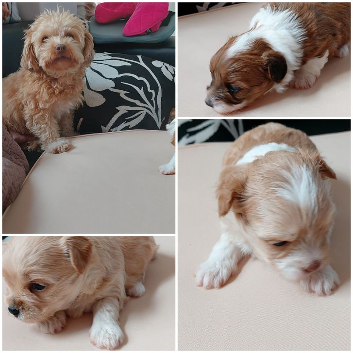 Reinrassige Bolonka zwetna welpen 2 Reinrassige Bolonka zwetna welpen Tiere 2