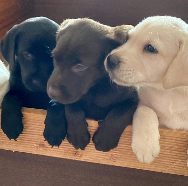 Reinrassige Labrador Welpen Reinrassige Labrador Welpen Tiere