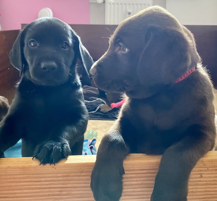 Reinrassige Labrador Welpen 2 Reinrassige Labrador Welpen Tiere 2