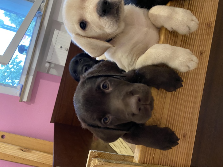 Reinrassige Labrador Welpen 3 Reinrassige Labrador Welpen Tiere 3