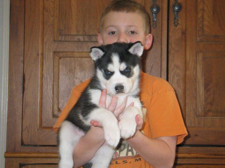 Reinrassige Siberian Husky Welpen... Reinrassige Siberian Husky Welpen... Tiere