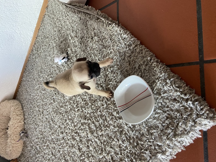 Retro Mini Mops Mädchen 3 Retro Mini Mops Mädchen Tiere 3