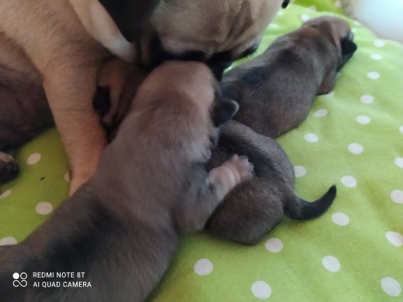 Retromops Welpen 2 Retromops Welpen Tiere 2
