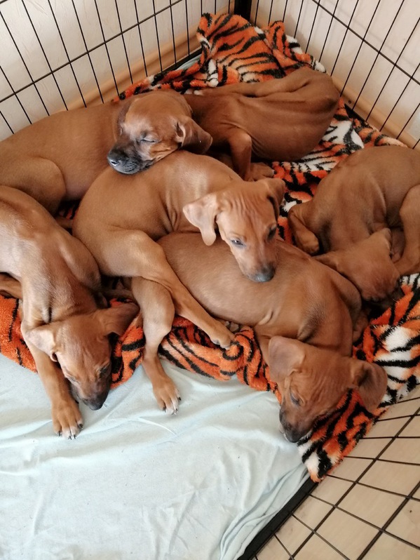 Rhodesian Ridgeback Welpen  Tiere 3