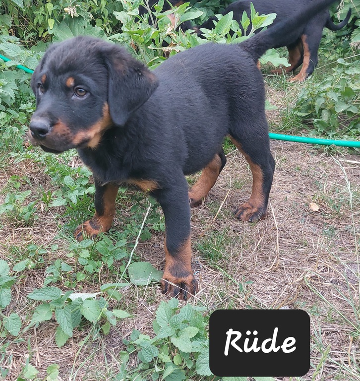 Rottweiler Welpen  Tiere