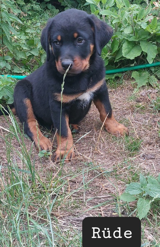 Rottweiler Welpen  Tiere 2