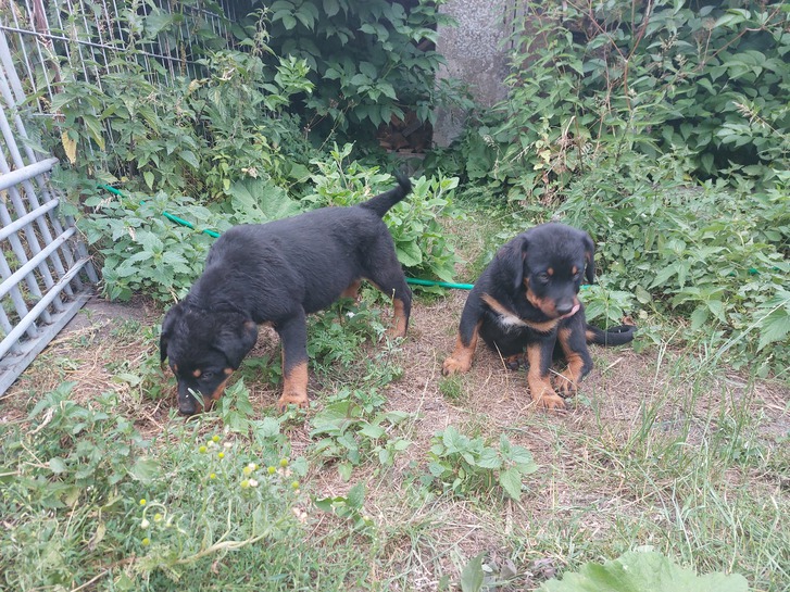 Rottweiler Welpen  Tiere 3