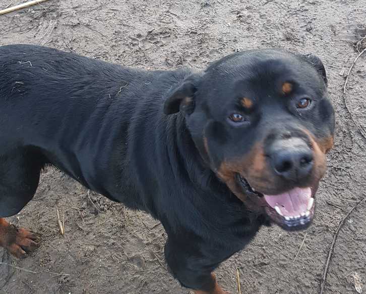 Rottweiler Welpen  Tiere 4