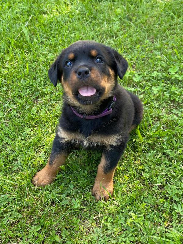 Rottweilerwelpen Rottweilerwelpen Tiere
