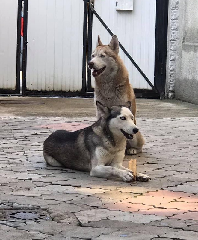 Siberian Husky Weibchen 13Wochen alt 4 Siberian Husky Weibchen 13Wochen alt Tiere 4