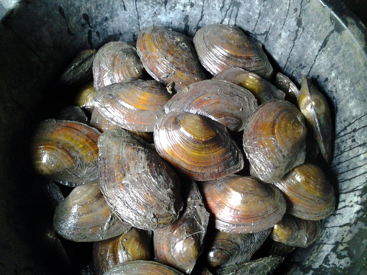 Teichmuscheln, Krebse, Schnecken, Fische // Fa.Fördefisch Teichmuscheln, Krebse, Schnecken, Fische // Fa.Fördefisch Tiere