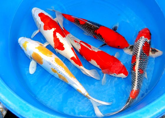 Teichmuscheln, Krebse, Schnecken, Fische // Fa.Fördefisch 2 Teichmuscheln, Krebse, Schnecken, Fische // Fa.Fördefisch Tiere 2