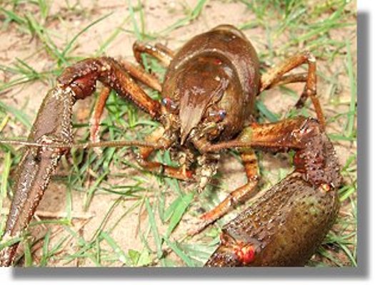 Teichmuscheln, Krebse, Schnecken, Fische // Fa.Fördefisch 3 Teichmuscheln, Krebse, Schnecken, Fische // Fa.Fördefisch Tiere 3