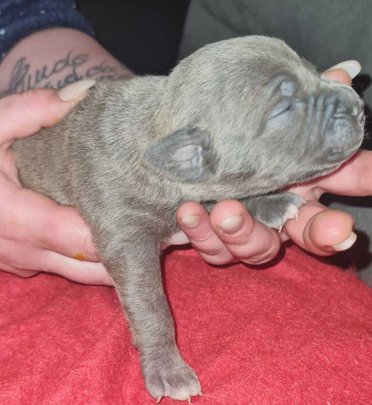 Verkaufen Sie american bully welpen Verkaufen Sie american bully welpen Tiere