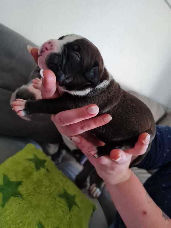 Verkaufen Sie american bully welpen 3 Verkaufen Sie american bully welpen Tiere 3