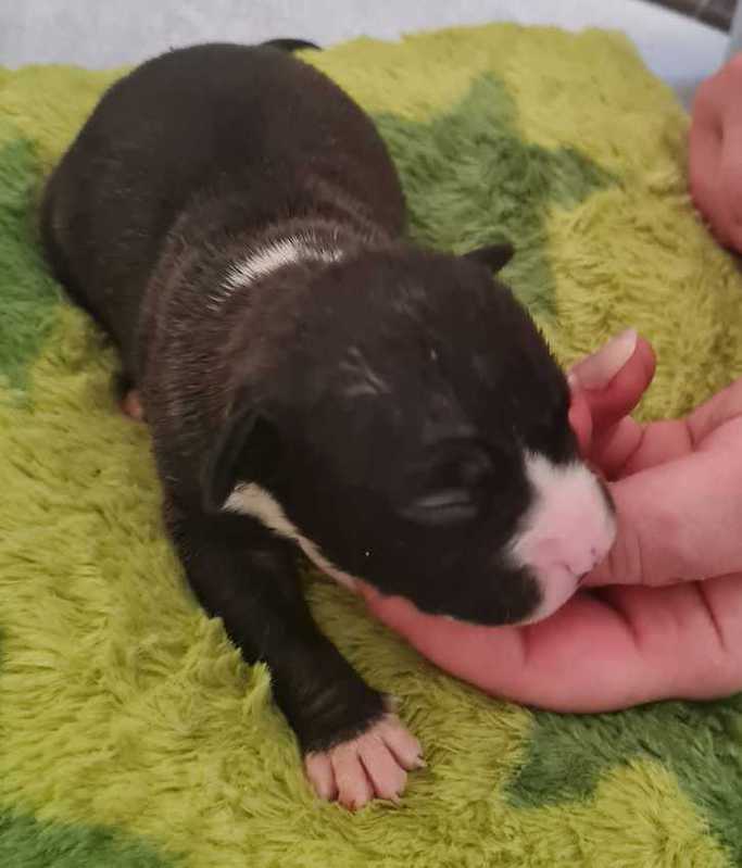 Verkaufen Sie american bully welpen 4 Verkaufen Sie american bully welpen Tiere 4