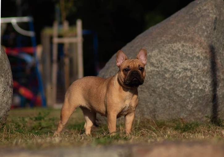 Welpen abzugeben Tiere 4