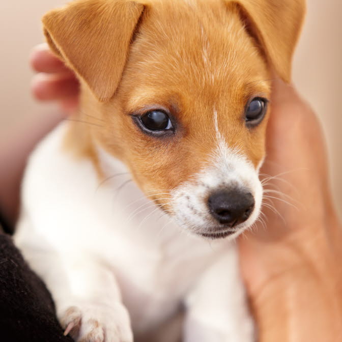 Wer hat in Gelsenkirchen einen kleinen Hund zu verschenken, bzw. abzugeben......????? Wer hat in Gelsenkirchen einen kleinen Hund zu verschenken, bzw. abzugeben......????? Tiere