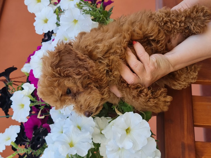 Wunderschöne Cavapoo Hündin Wunderschöne Cavapoo Hündin Tiere