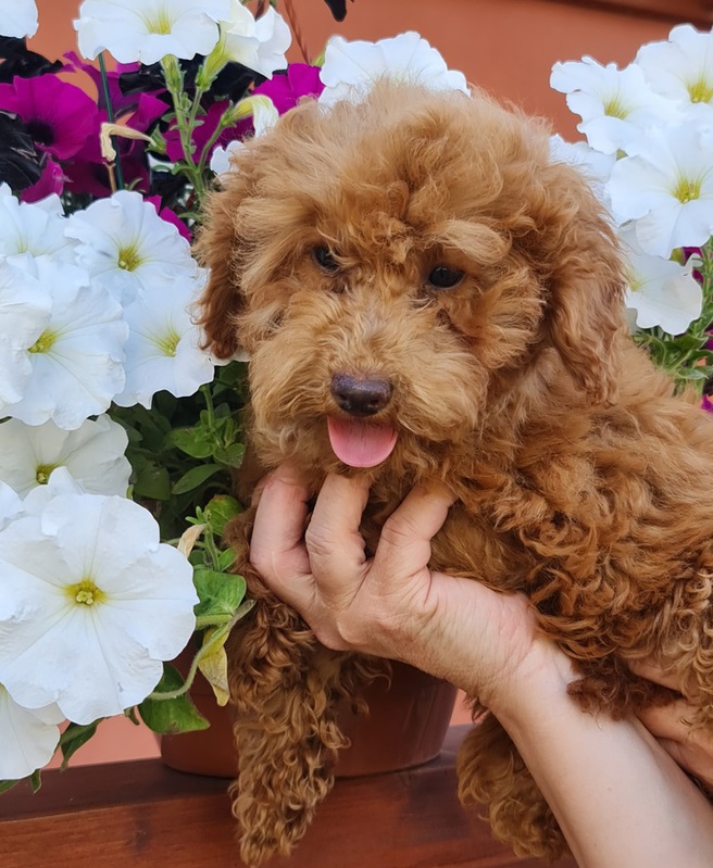 Wunderschöne Cavapoo Hündin 2 Wunderschöne Cavapoo Hündin Tiere 2