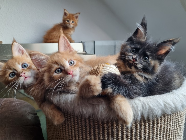 XXL Maine Coon Kitten Tiere