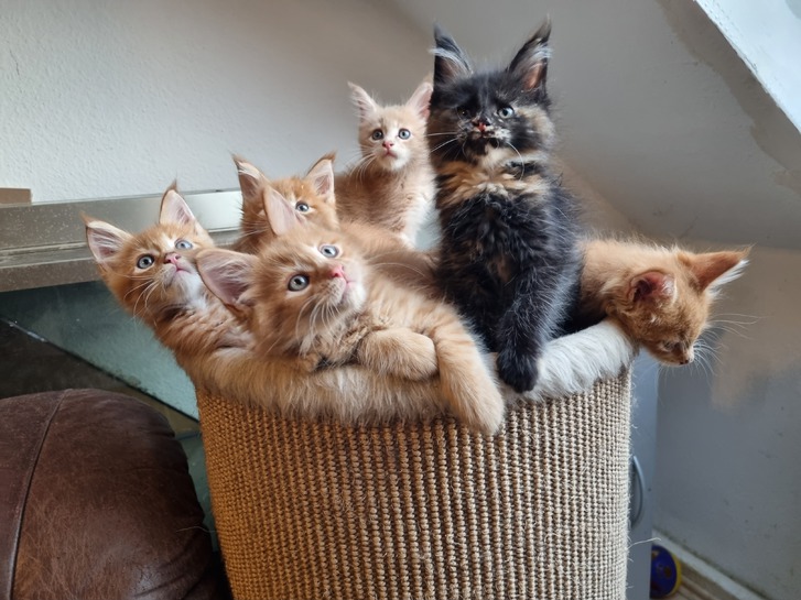 XXL Maine Coon Kitten Tiere 2