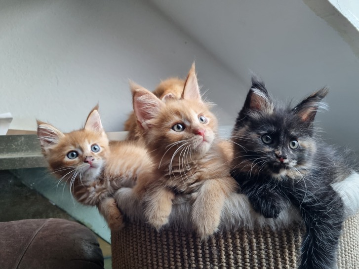 XXL Maine Coon Kitten Tiere 4