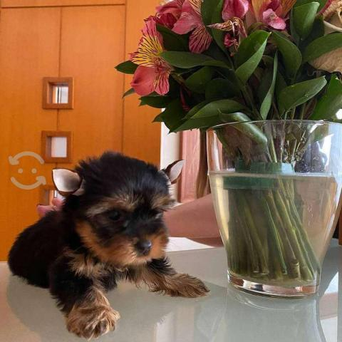 Yorkshire Terrier Welpen Tiere