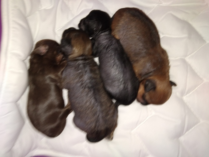 Zwei Würfe Chinese crested Welpen elf Babys Zwei Würfe Chinese crested Welpen elf Babys Tiere
